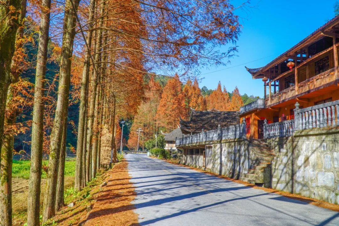 张家界永定区马头溪村水杉美如画冬日换红妆