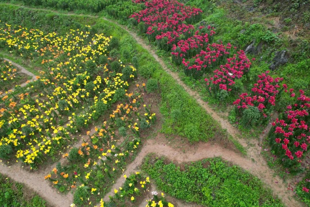 驚艷！百合花開成海，等你來打卡