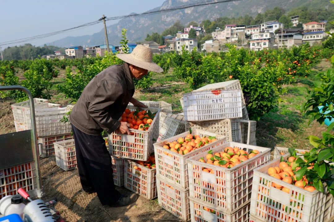 张家界永定区：科技特派员下田间到地头，科技助力农业丰产丰收