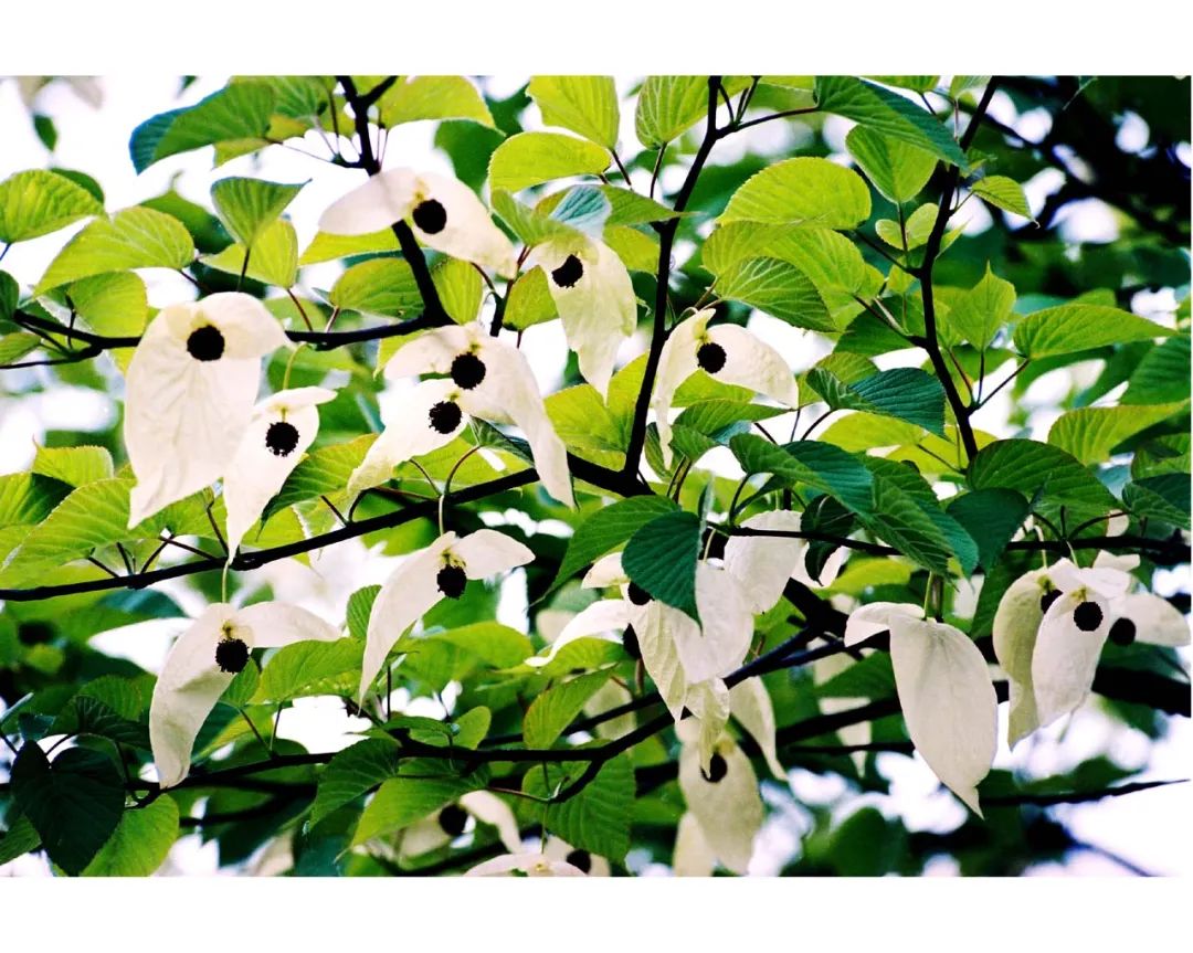 “五一”假期来看天门山的这些“宝藏”植物