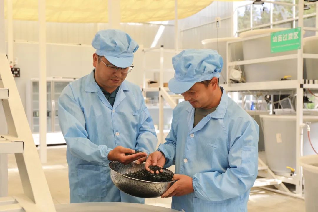 科技小院发力！永定区葛仙米实现量产