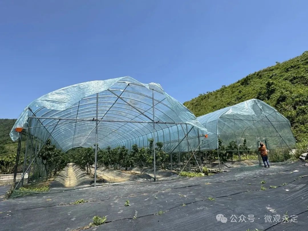 突破地域限制！永定区试种车厘子成功