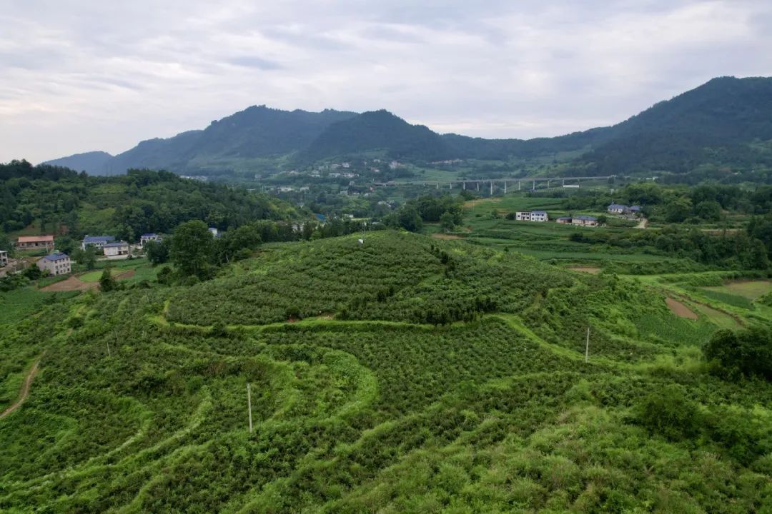 信息化助農(nóng)丨采摘走起！快來永定區(qū)三家館鄉(xiāng)實(shí)現(xiàn)藍(lán)莓自由～