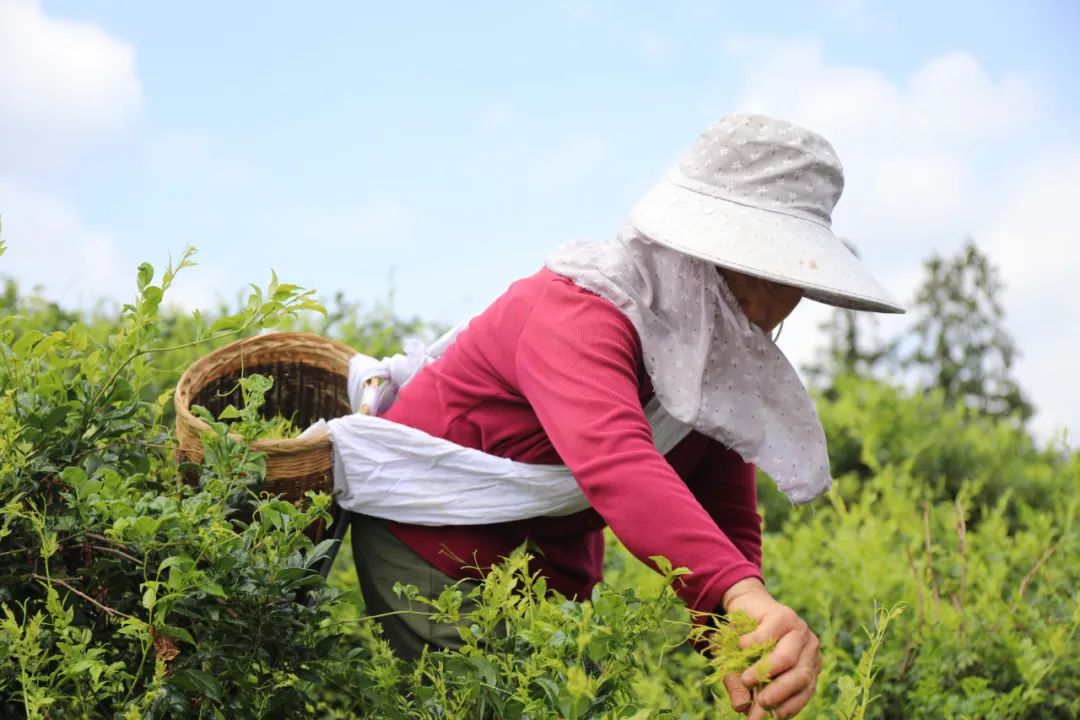 宝藏莓茶园邀您来打卡
