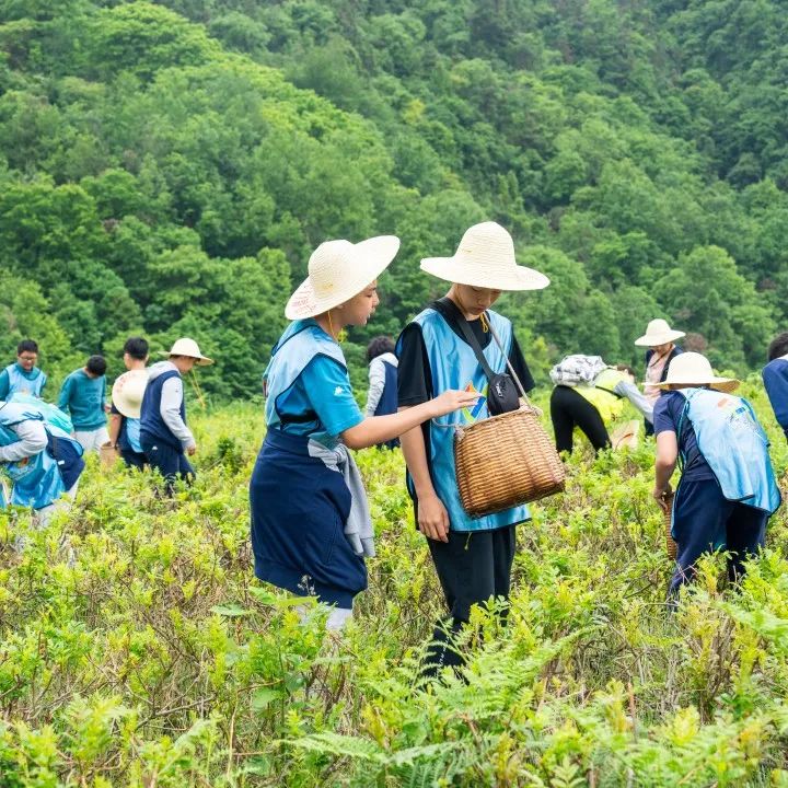 采茶、團(tuán)建、露營……這個莓茶主題公園全都有