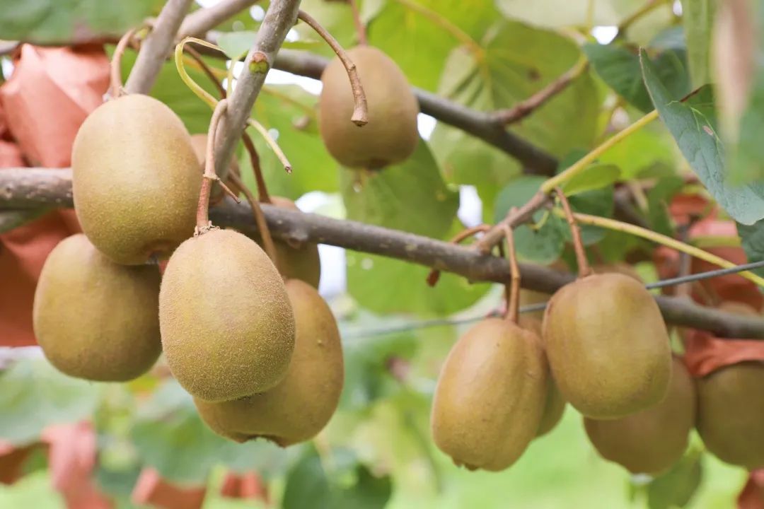 信息化助農(nóng)丨甜“獼”來(lái)襲！永定這里的紅心獼猴桃新鮮上市