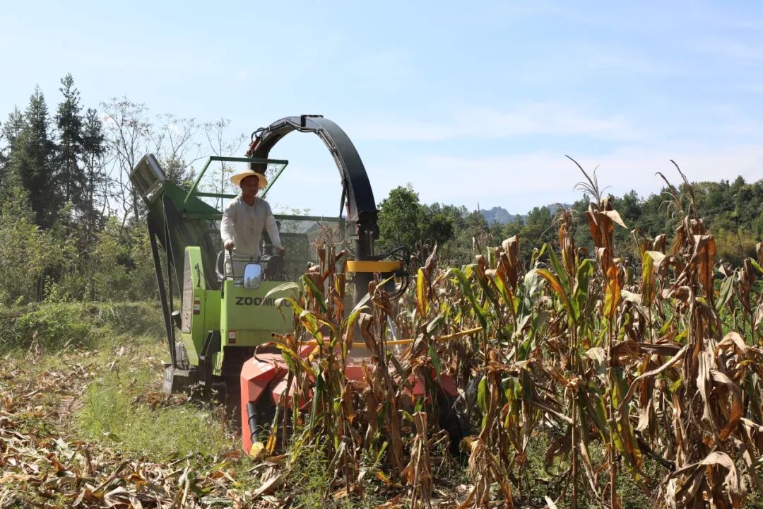 告别 “一烧了之”！秸秆还可以这样利用