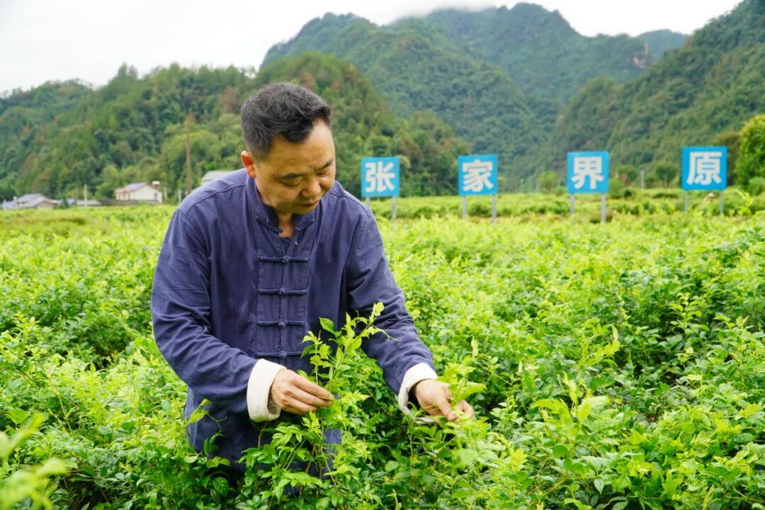 张家界莓茶推荐官丨唐龙海：匠心传承莓茶制作技艺