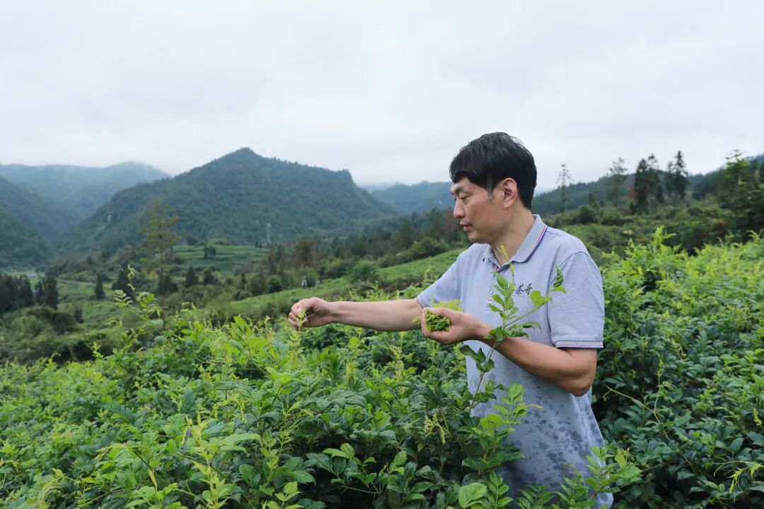 张家界莓茶推荐官丨“莓茶哥”朱芳翼带火家乡茶