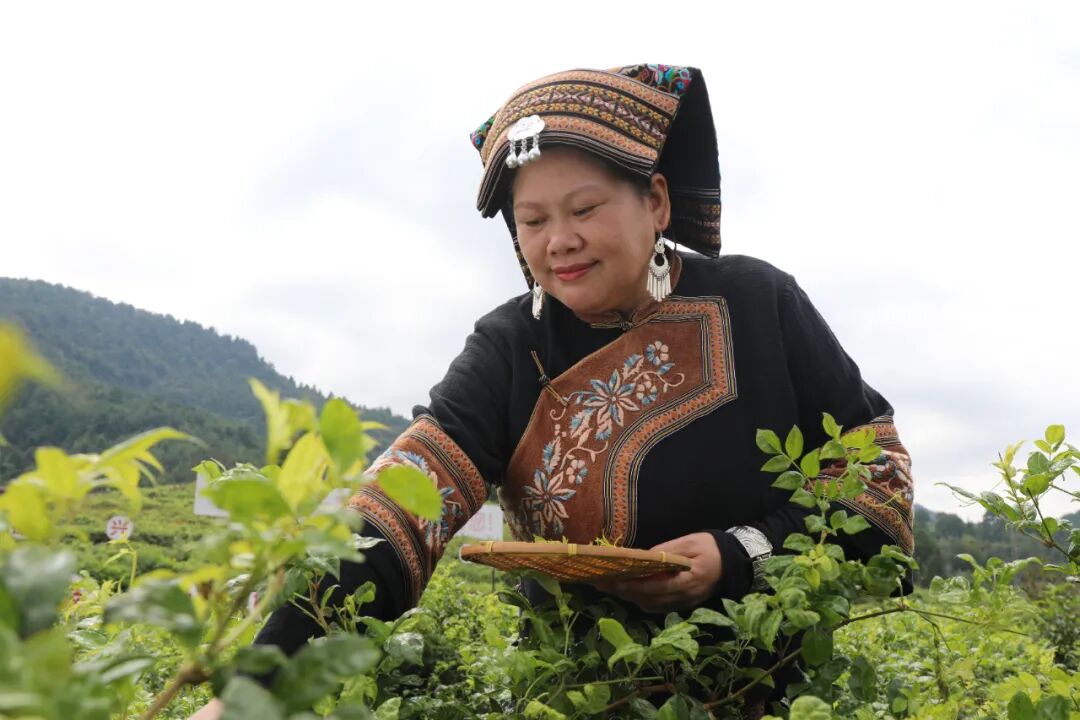 张家界莓茶推荐官丨覃国银：抓实土壤 “生态关” 让莓茶走稳有机路