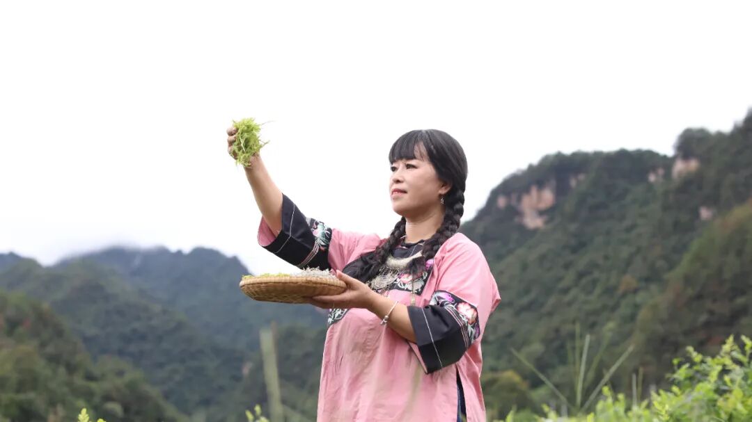 张家界莓茶推荐官丨覃玉兰：让张家界莓茶香飘世界