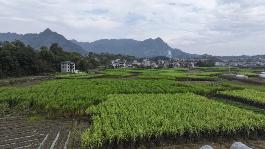 信息化助农丨正当季！永定“蔗”里有点甜~