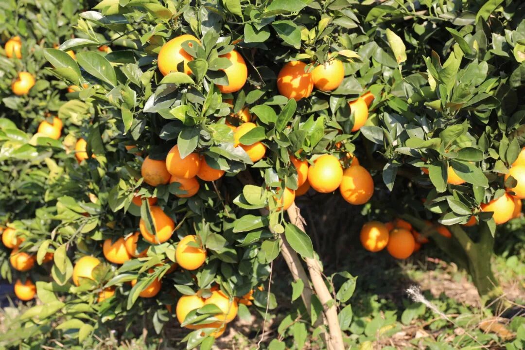 信息化助农丨又是一年橙黄时！快来实现“橙子自由”