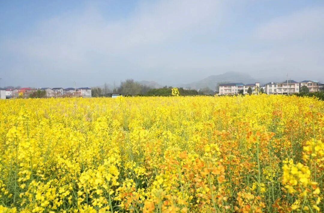 春满永定丨超出片！朋友圈问疯了的赏花地就在……