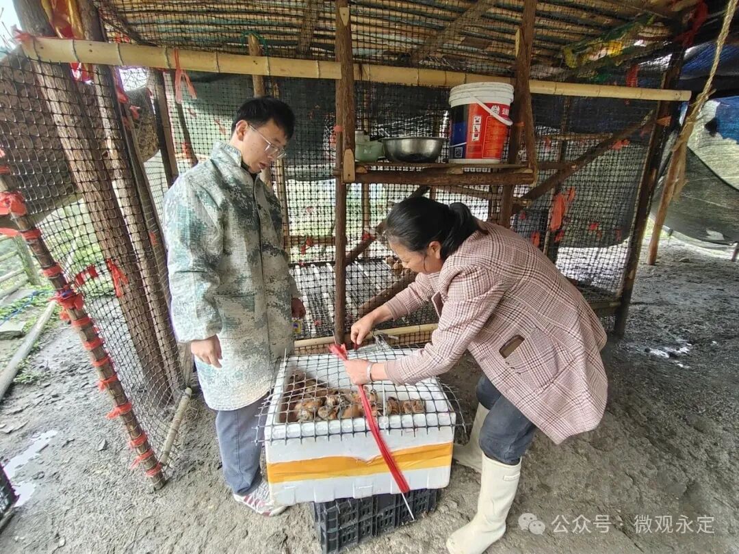 永定“项”前冲丨张家界小脚鸡“破壳”成特色产业