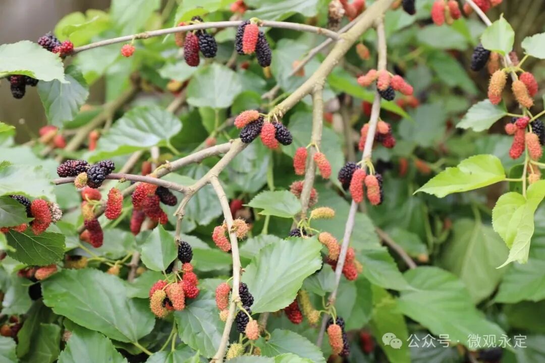 信息化助农丨“葚”是美味！走，去尹家溪镇摘桑葚