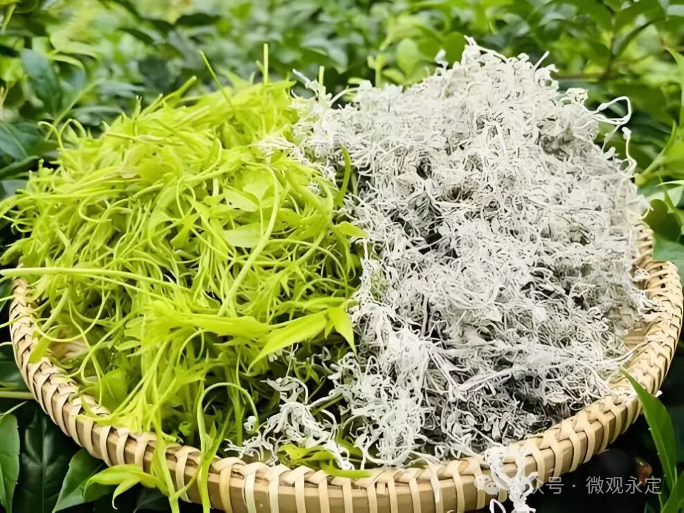 重大利好！莓茶产业发展迎来新机遇