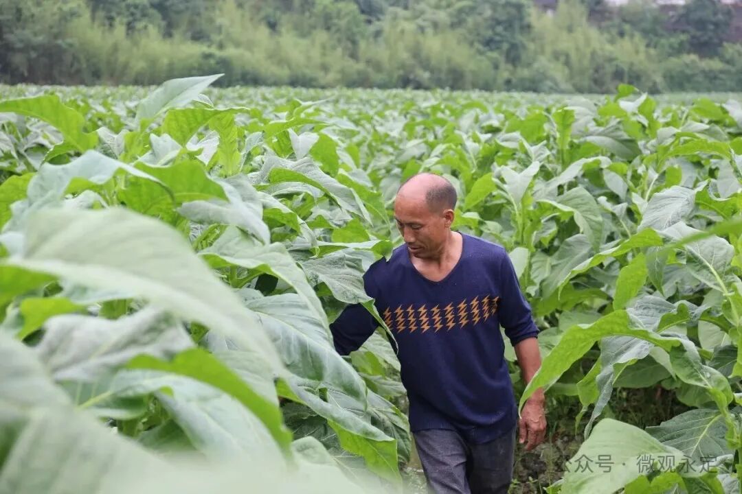 全区首个烟稻轮作基地丰收在望