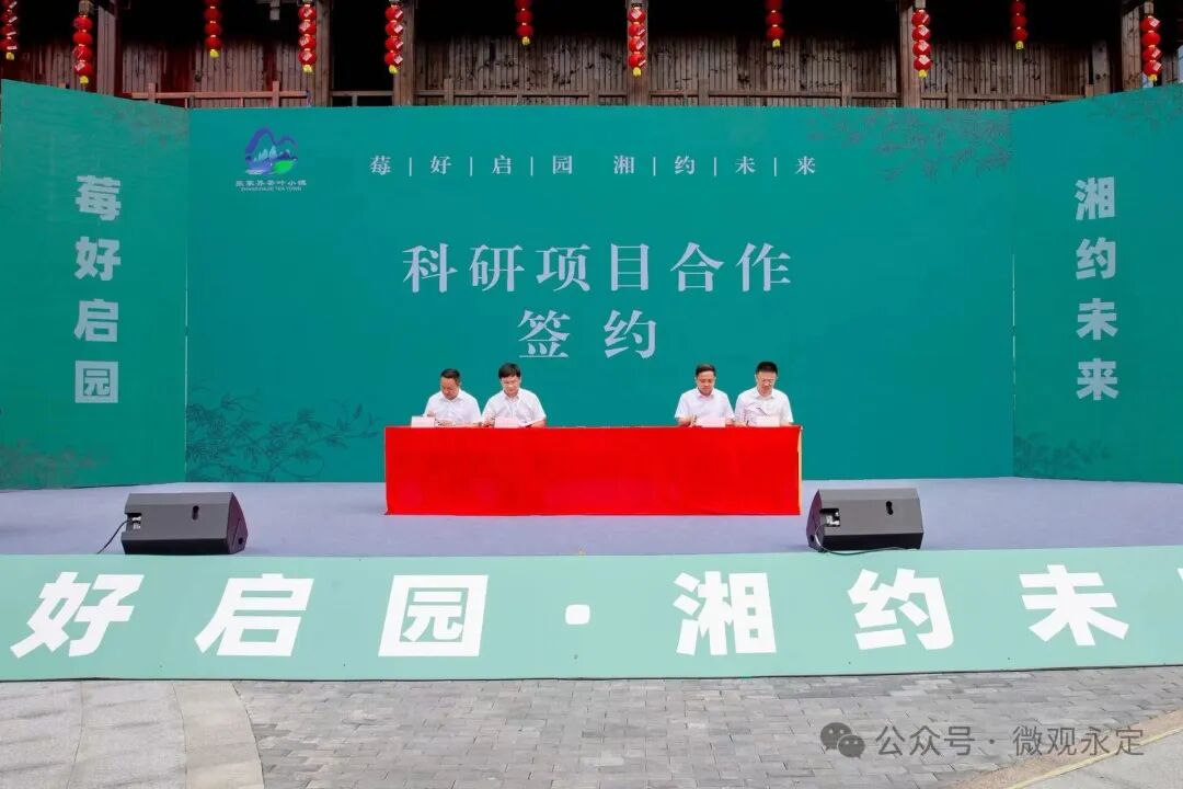 张家界茶叶小镇正式开园  多项科研、产业项目集中签约