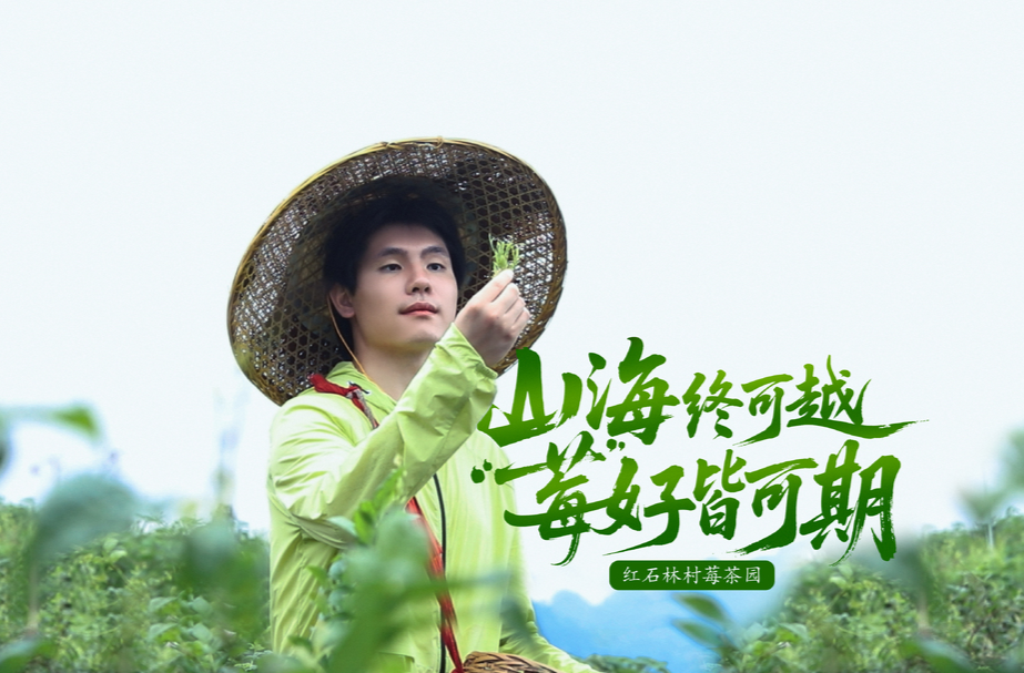 莓茶园pk赛丨②尹家溪镇红石林村莓茶园