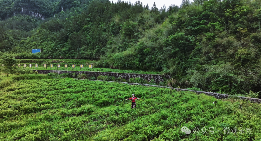 莓茶园pk赛丨⑤四都坪乡熊家塔村莓茶园