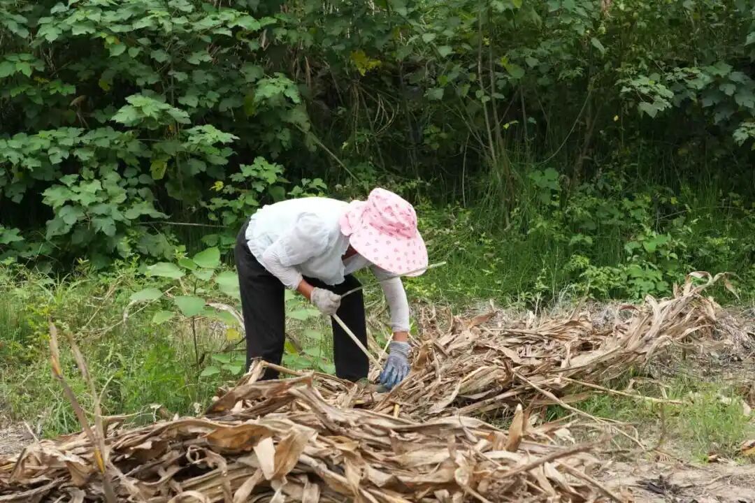 不收一分钱，秸秆全清完！永定区这波操作太贴心了